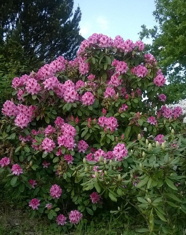 Rhododendron 'Germania'