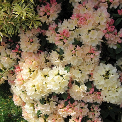 Rhododendron yak. 'Golden Torch'