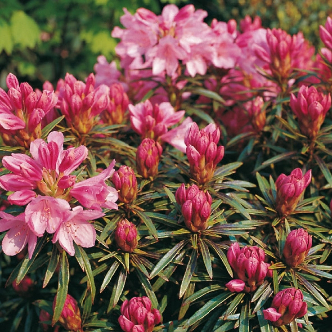 Rhododendron ponticum 'Graziella'