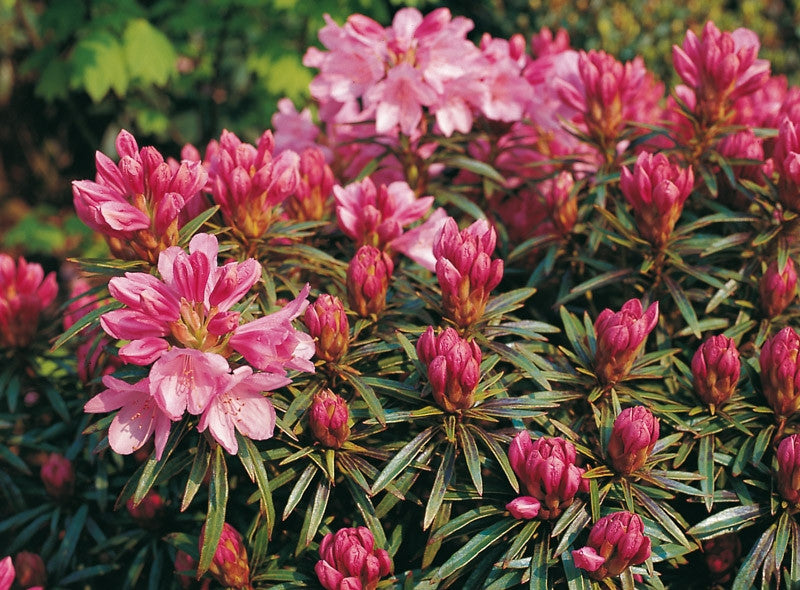 Rhododendron ponticum 'Graziella'
