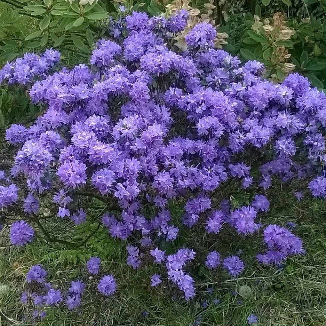 Rhododendron 'Moerheim'