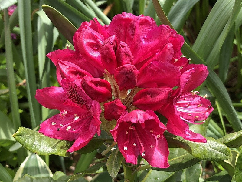 Rhododendron 'Nova Zembla'