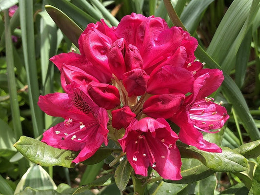 Rhododendron 'Nova Zembla'