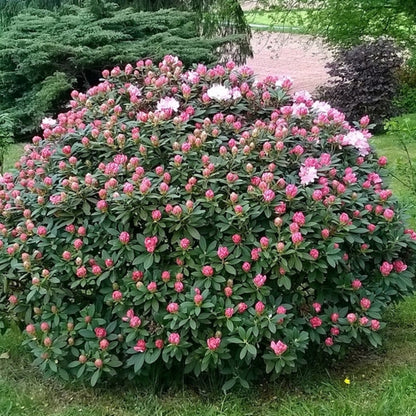Rhododendron yak. 'Percy Wiseman'