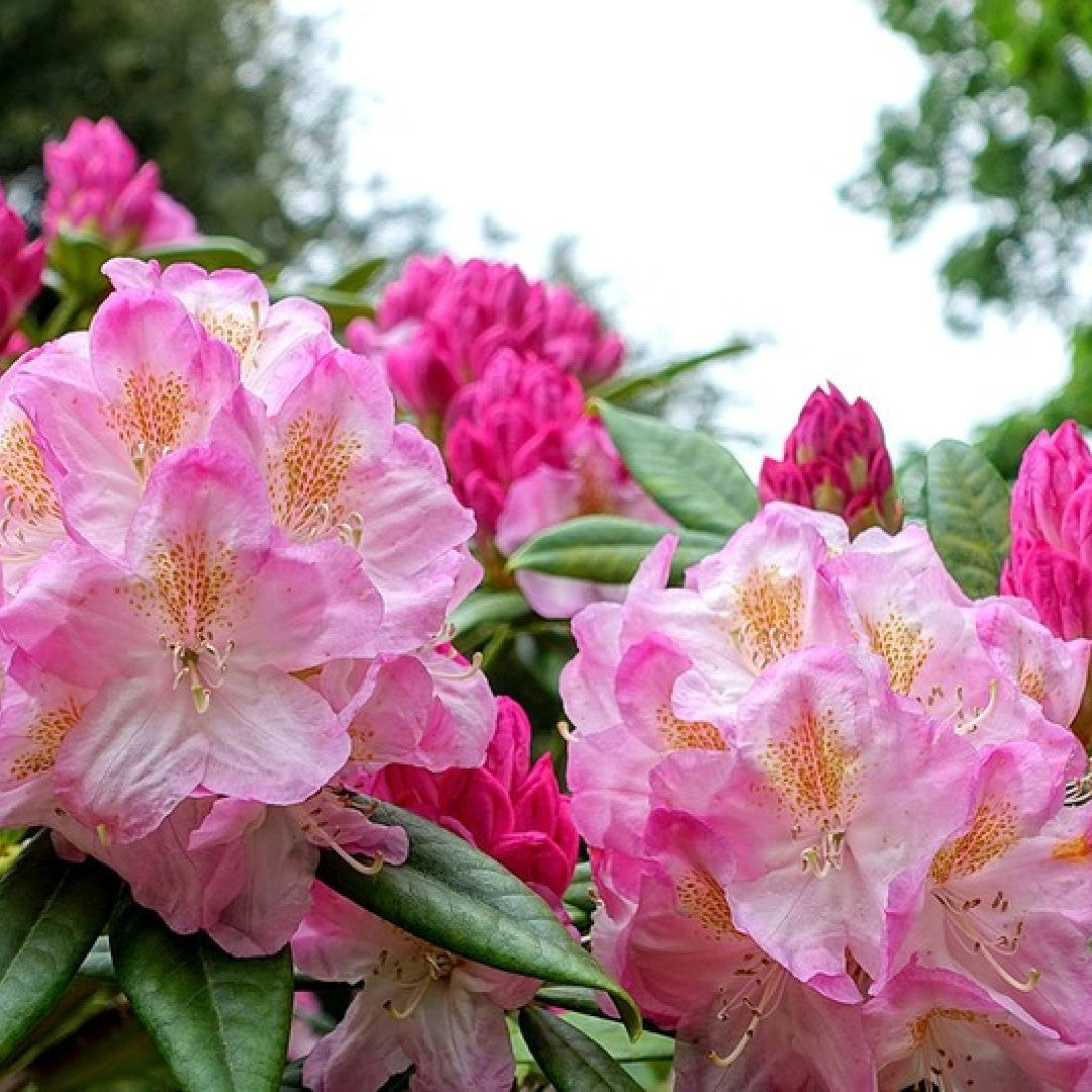 Rhododendron 'Brigitte'
