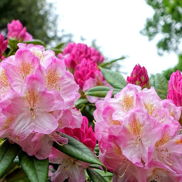 Rhododendron 'Brigitte'