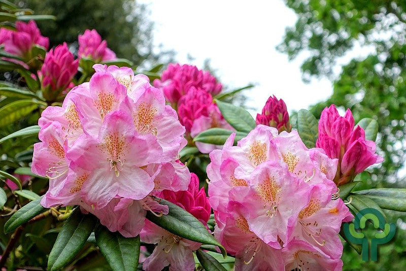 Rhododendron 'Brigitte'