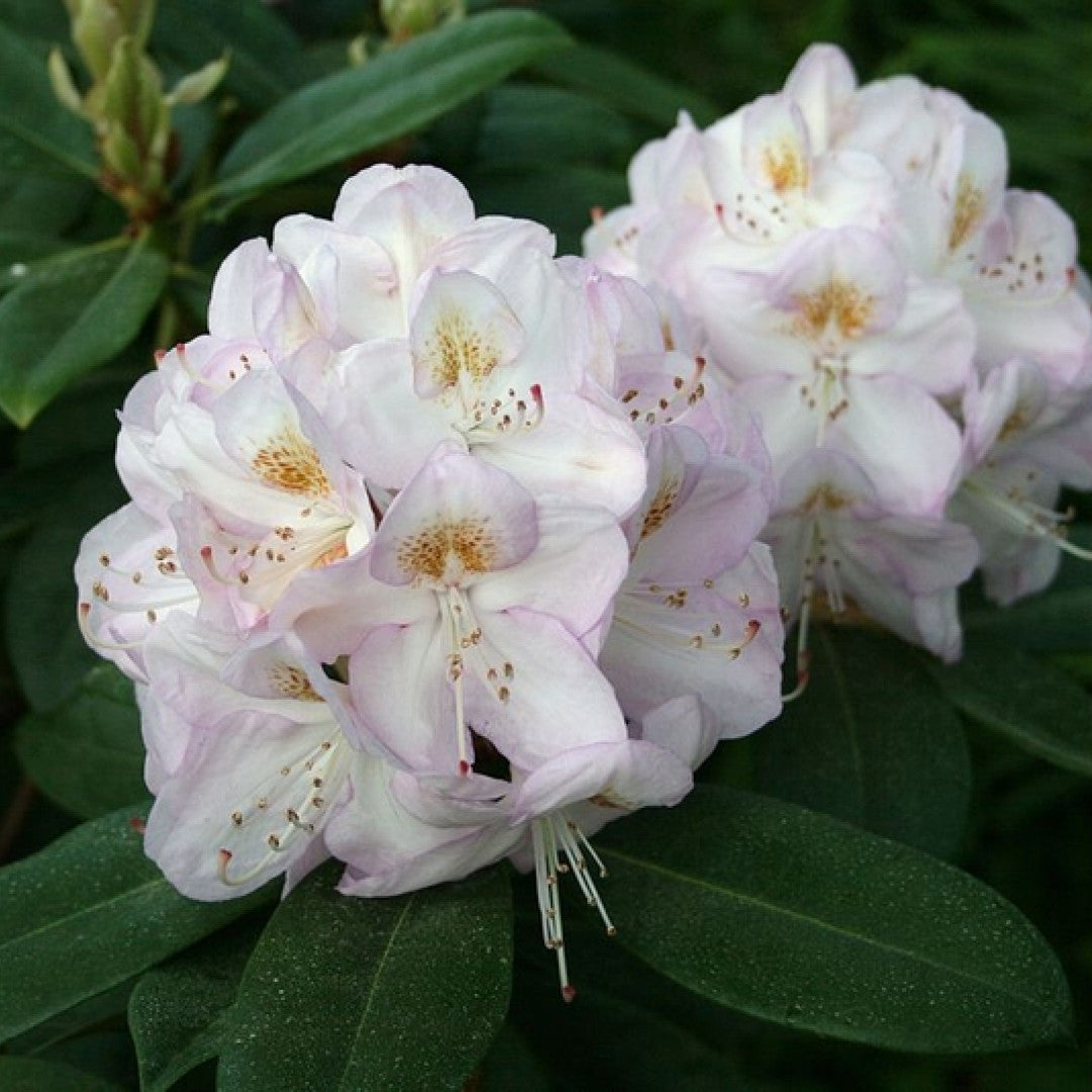 Rhododendron 'Gomer Waterer'