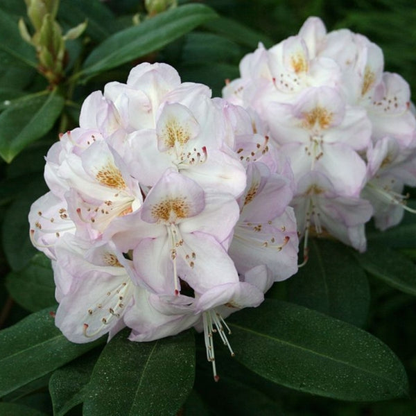 Rhododendron 'Gomer Waterer'