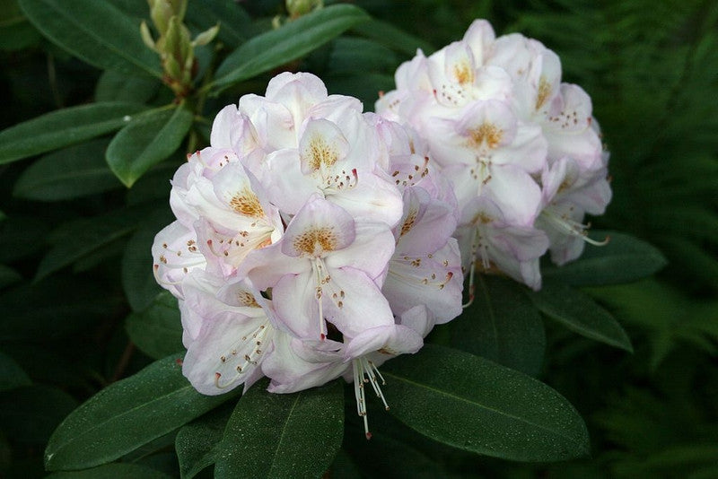 Rhododendron 'Gomer Waterer'