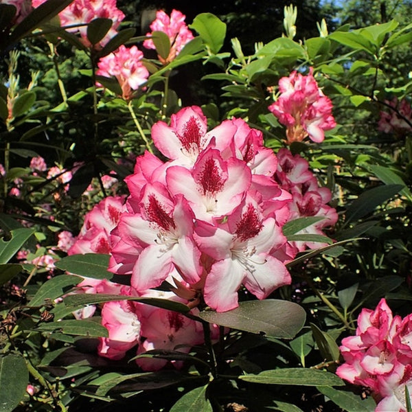 Rhododendron 'Hachmann's Charmant'