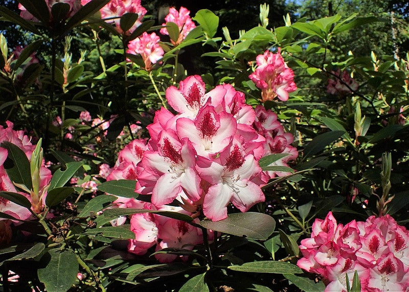 Rhododendron 'Hachmann's Charmant'
