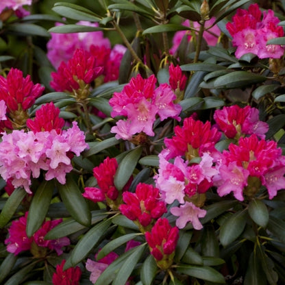 Rhododendron yak. 'Kalinka'
