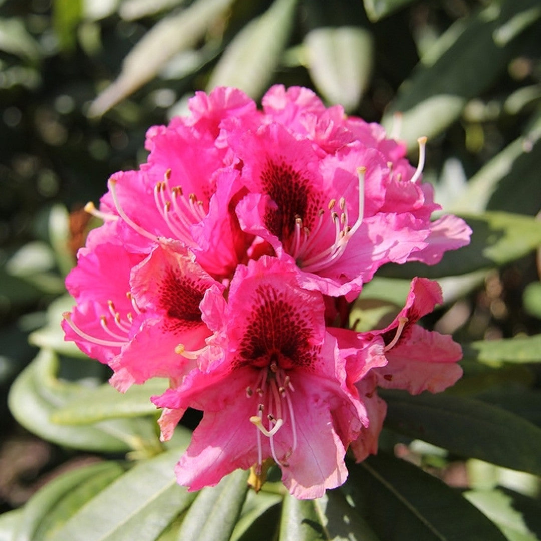 Rhododendron 'Lord Roberts'