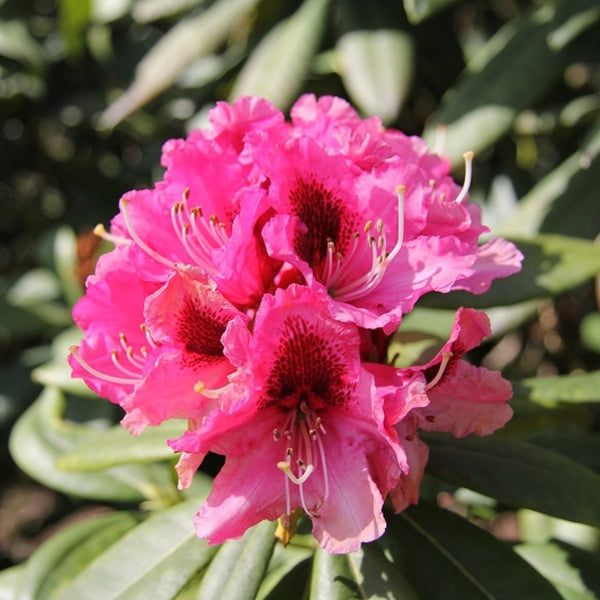 Rhododendron 'Lord Roberts'