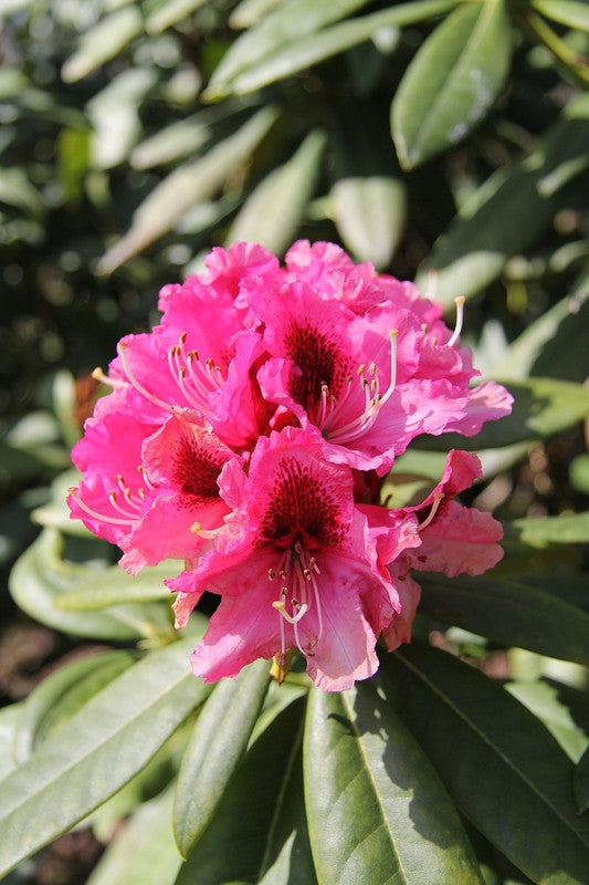 Rhododendron 'Lord Roberts'