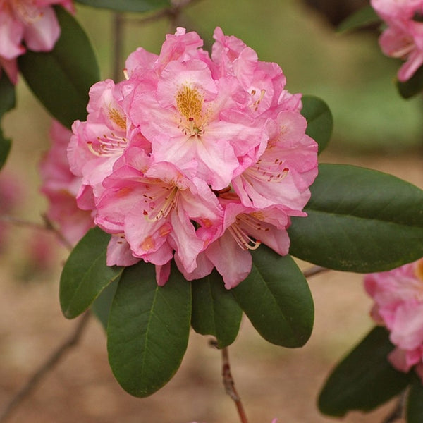 Rhododendron 'Scintillation'