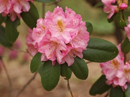 Rhododendron 'Scintillation'