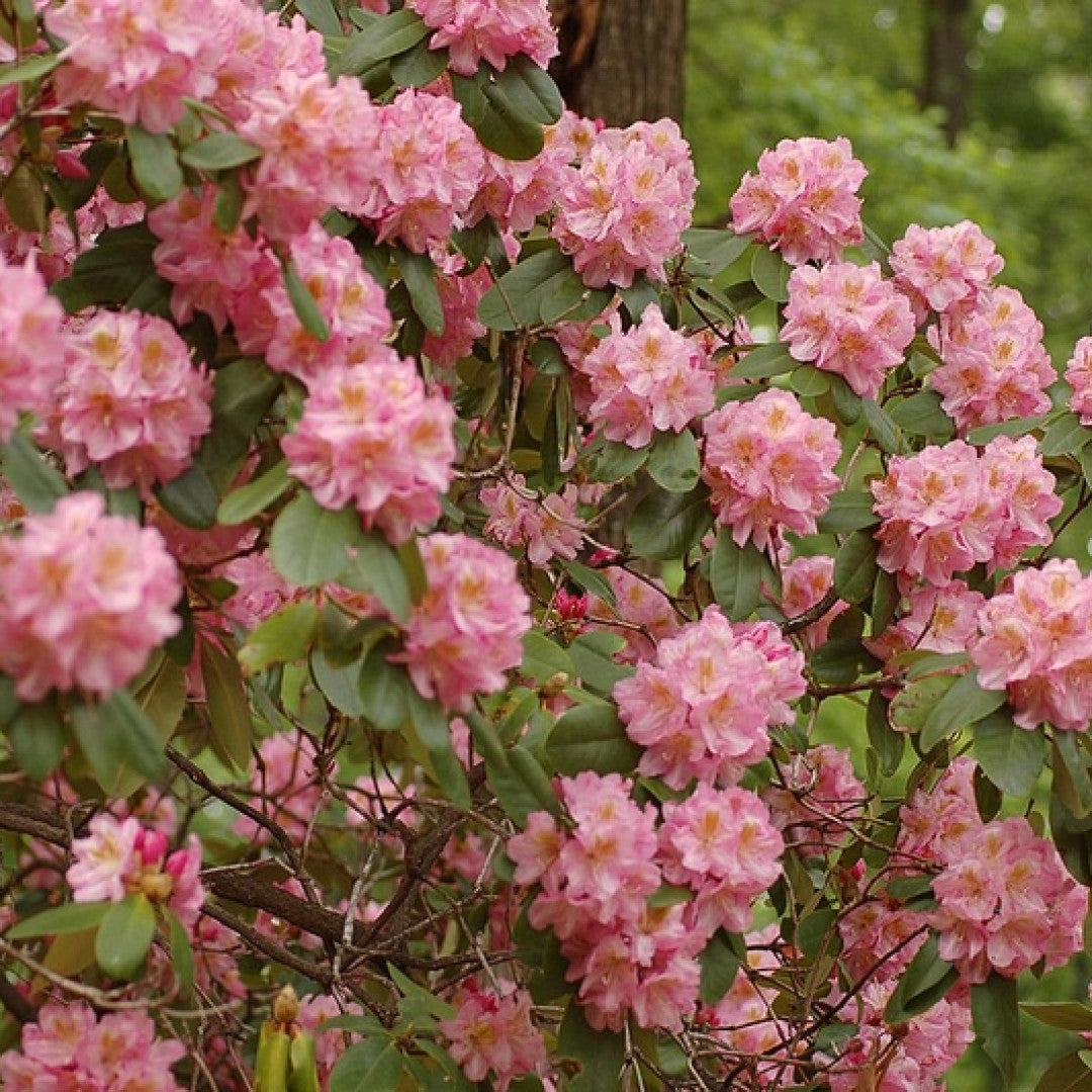 Rhododendron 'Scintillation'
