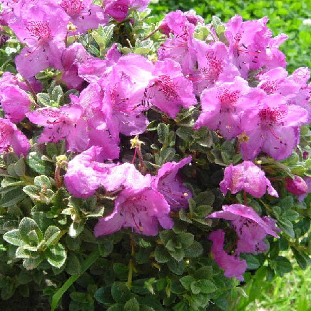 Rhododendron calostrotum keleticum