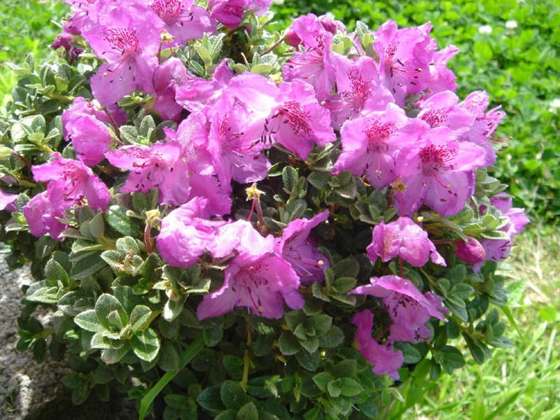 Rhododendron calostrotum keleticum