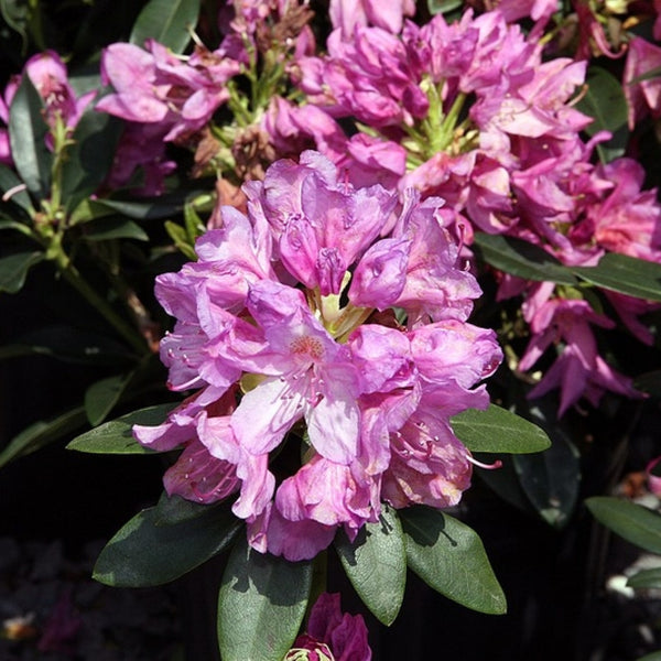 Rhododendron 'Catawbiense Grandiflorum'