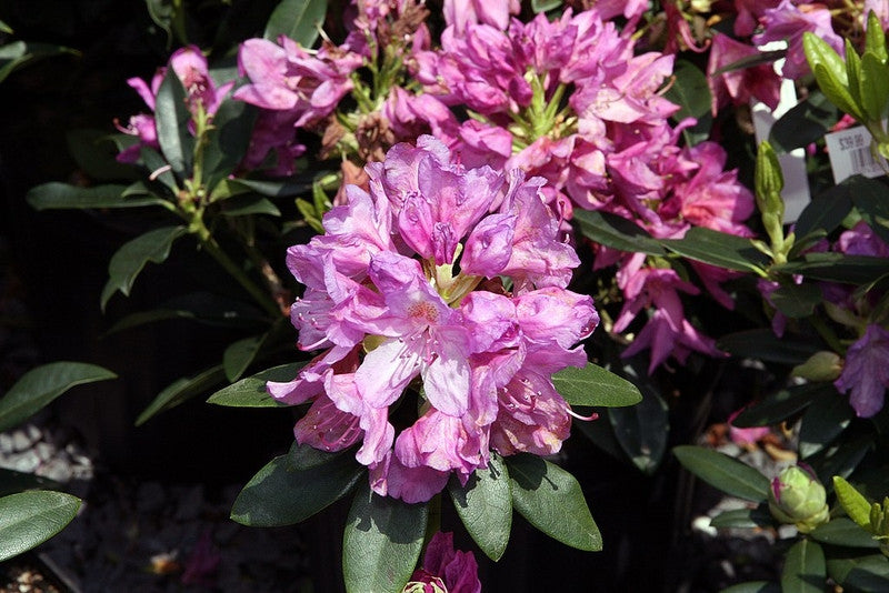 Rhododendron 'Catawbiense Grandiflorum'