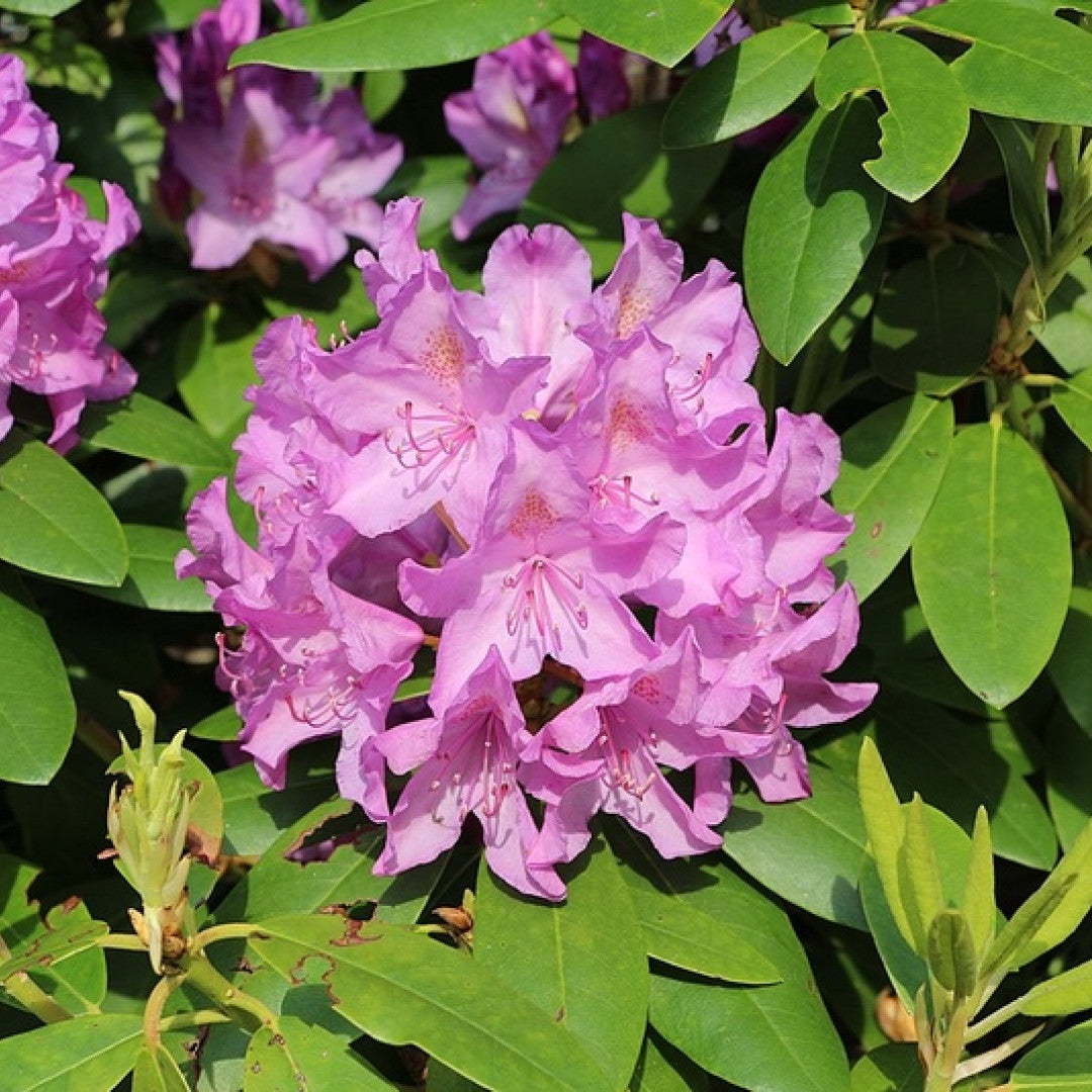 Rhododendron 'Catawbiense Boursault'