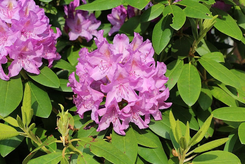 Rhododendron 'Catawbiense Boursault'