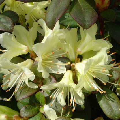 Rhododendron 'Princess Anne'