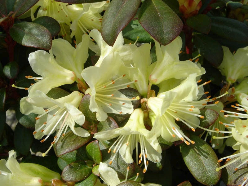 Rhododendron 'Princess Anne'