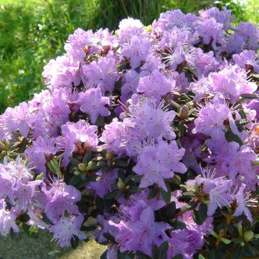 Rhododendron impeditum
