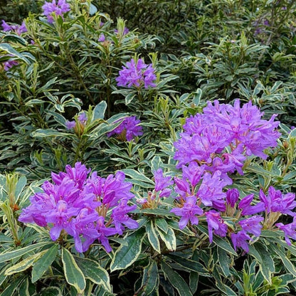 Rhododendron ponticum 'Variegatum'