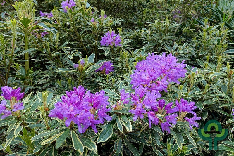 Rhododendron ponticum 'Variegatum'