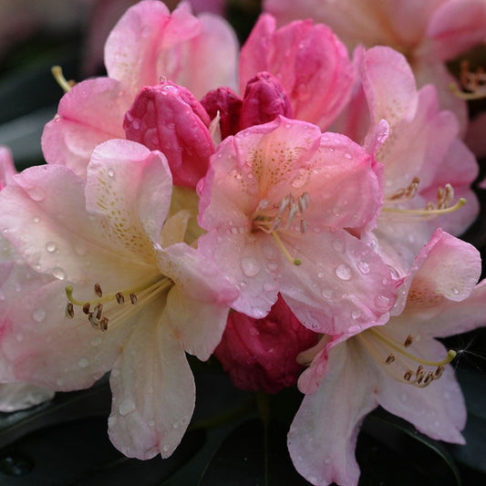 Rhododendron yak. 'Percy Wiseman'