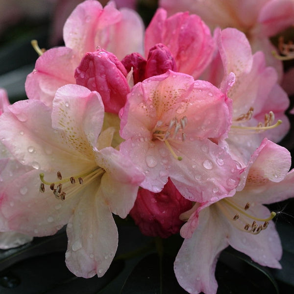 Rhododendron yak. 'Percy Wiseman'
