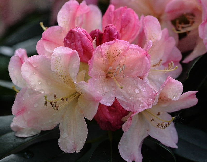 Rhododendron yak. 'Percy Wiseman'