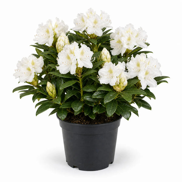 Rhododendron 'Madame Masson'