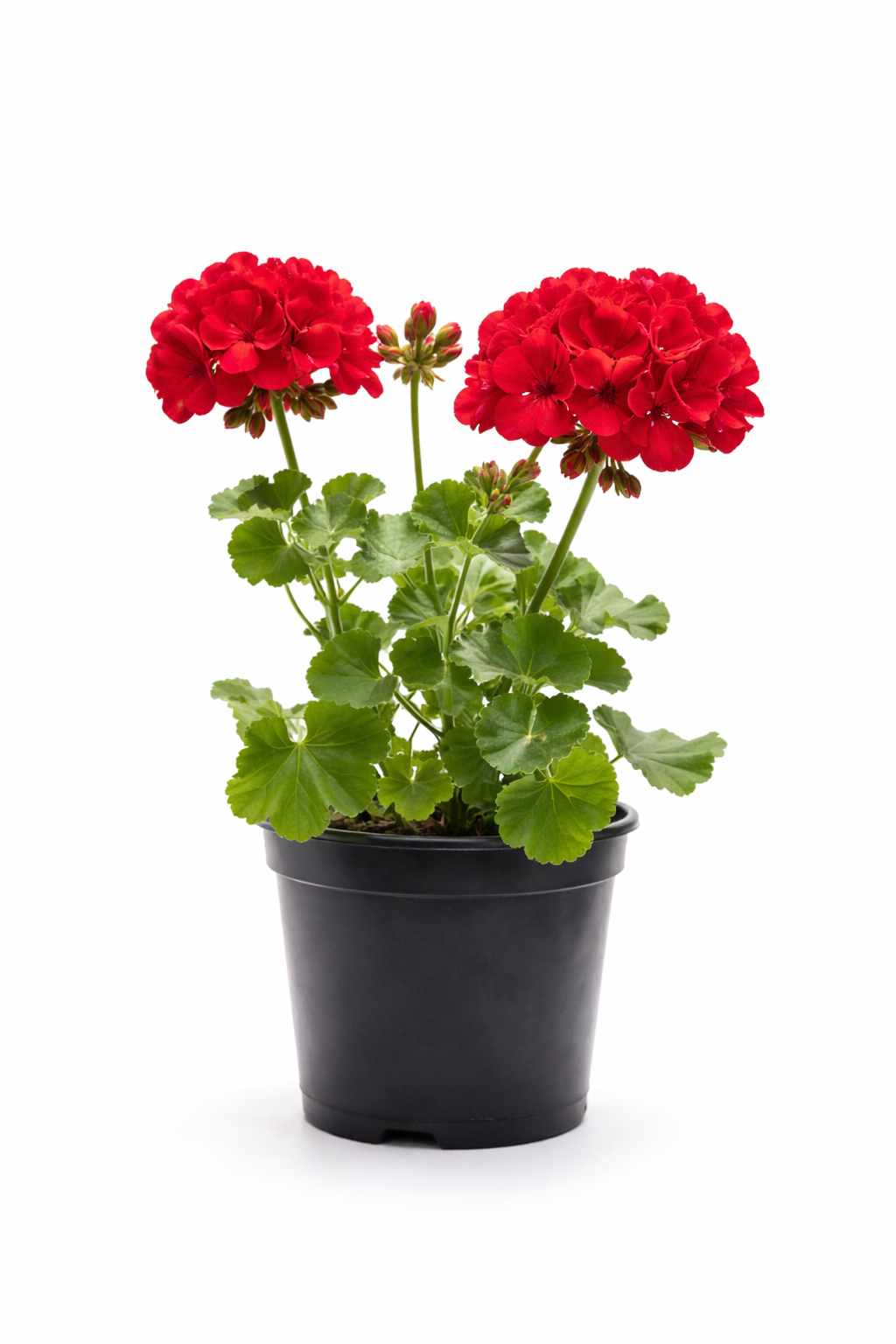 Geranium staand