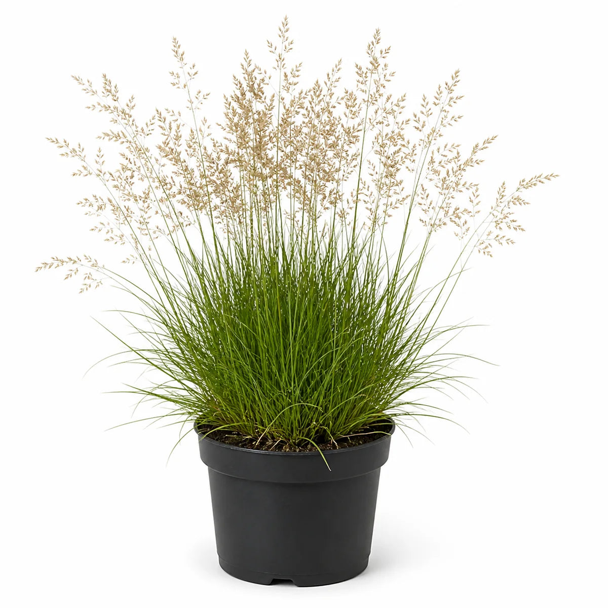 Ruwe smele (Deschampsia cespitosa) 'Palava'