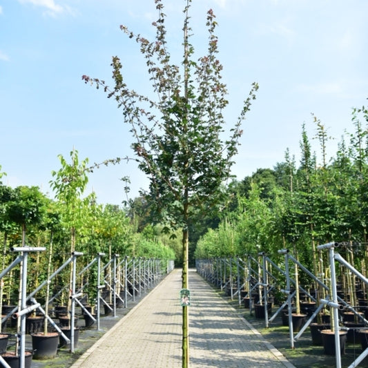 Acer campestre 'Red Shine'