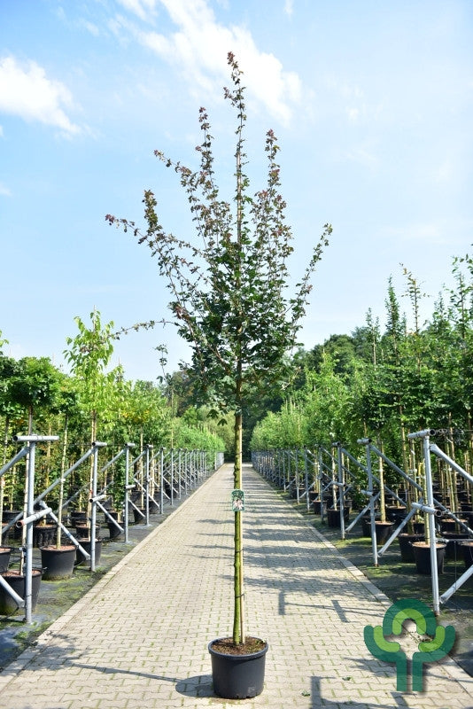 Acer campestre 'Red Shine'