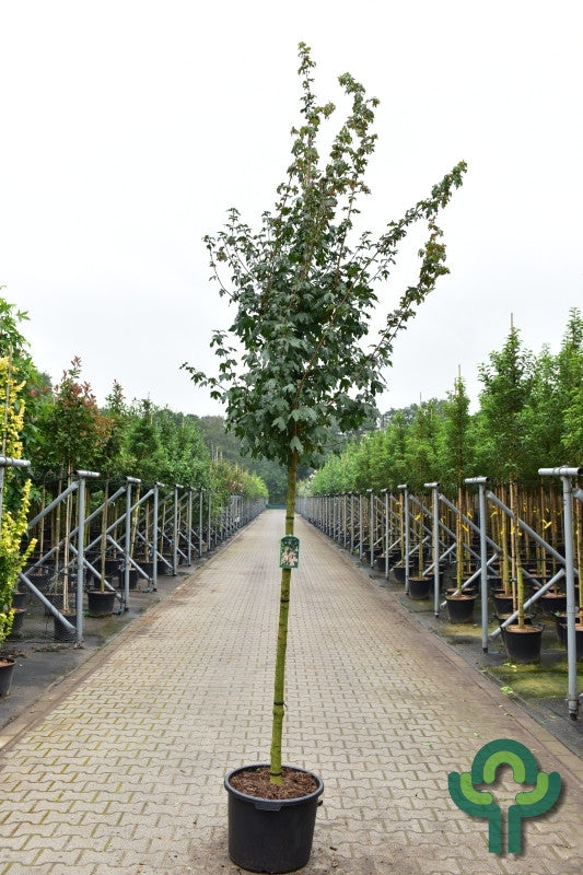 Acer campestre 'Red Shine'