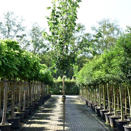 Acer rubrum Red Sunset