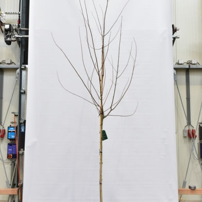Acer rubrum Red Sunset