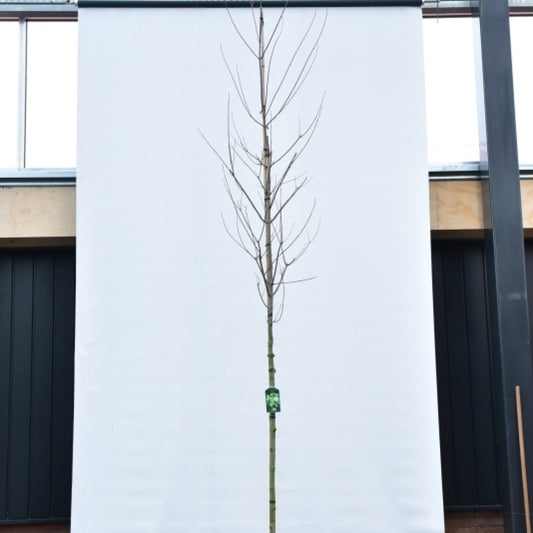 Acer freemanii Autumn Blaze