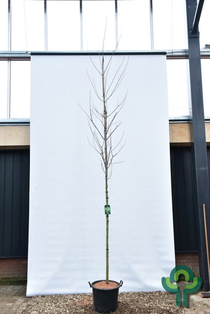 Acer freemanii Autumn Blaze