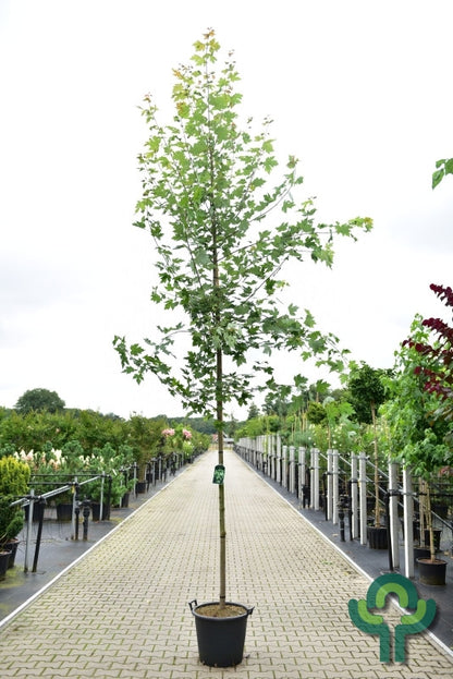 Acer freemanii Autumn Blaze