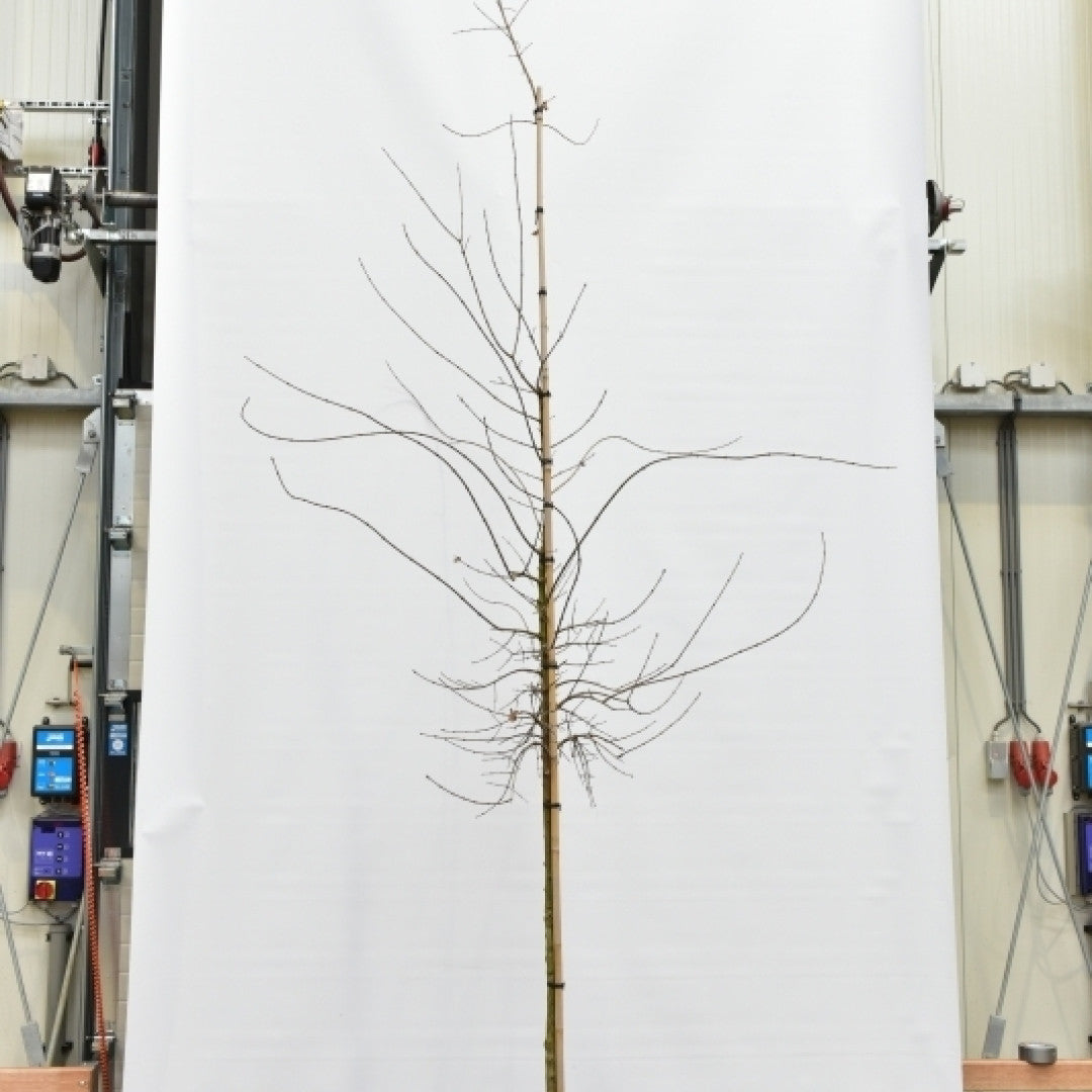 Acer monspessulanum