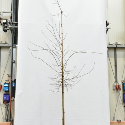 Acer monspessulanum